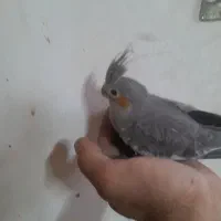 عروس هلندی معاوضه با طوطی برزیلی هم جوجه رام غ|پرنده|تهران, خاوران|دیوار