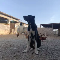 توله سگ الابایی|سگ|بجنورد, |دیوار