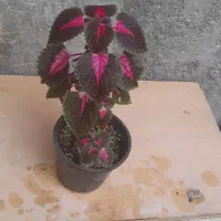 گلهای طبیعی