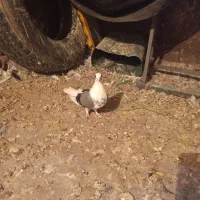 کبوتر دوکت پر