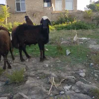 نر بره شیشک تخمی|حیوانات مزرعه|گرگان, |دیوار