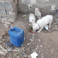 سگ پاکوتاه|سگ|فسا, |دیوار