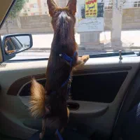 سگ نژاد شیواوا عروسکی