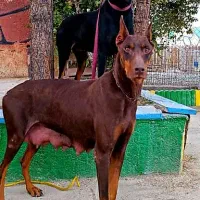 سگ دوبرمن اروپایی کیفیت های بینظیر و کلکسیونی|سگ|تهران, سعادتآباد|دیوار