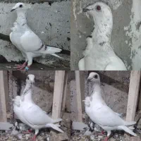 پرنده کبوتر فری سار اوغن