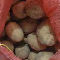 سیب زمینی کلمبا