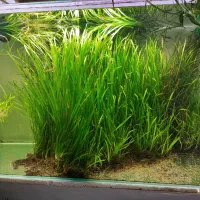 گیاه گندمی آکواریومی
