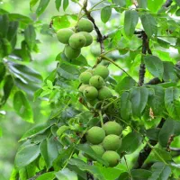 نهالستان صنوبر و نهال گردو و بادام و میوه درجه یک|خدمات باغبانی و درختکاری|اراک, |دیوار