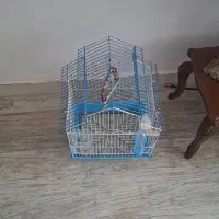 قفس پرنده