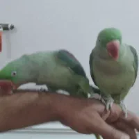 شاه طوطی دستی|پرنده|شوشتر, |دیوار