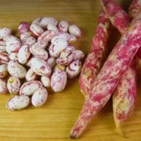 لوبیا چیتی