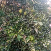 فروش یک قطعه باغ مرکبات|فروش زمین و ملک کلنگی|جنت, |دیوار