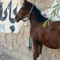 اسب کره نوه سالار۲|اسب و تجهیزات اسبسواری|شیراز, انجیره|دیوار