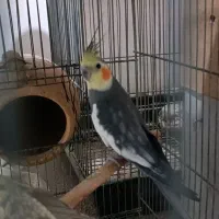 عروس هلندی مولد ماده دستی