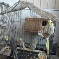 عروس هلندی مولد|پرنده|اردبیل, |دیوار