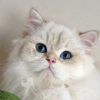 گربه با چشم های زیبا