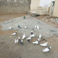 کبوتر طوقی|پرنده|بیستون, |دیوار