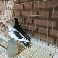 کفتر|پرنده|شوشتر, |دیوار