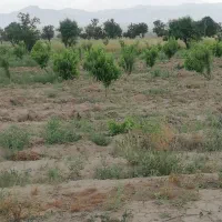 زمین کشاورزی ۸/۵ هکتاری در مامونیه متری ۱۰۰|فروش زمین و ملک کلنگی|تهران, بوستان ولایت|دیوار