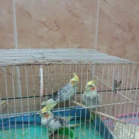 عروس هلندی سرحال و سالم