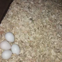 ۲ تا عروس بالغ|پرنده|اردبیل, |دیوار