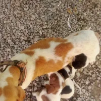 واگذاری توله سگ شکاری