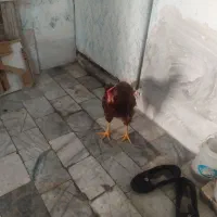 خروس جوان|حیوانات مزرعه|کرج, حسن آباد|دیوار