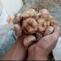 فروش مستقیم پیاز زعفران زاوه (با کیفیت و سالم)
