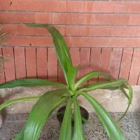 گل و گیاه فروشی|گل و گیاه طبیعی|چابهار, |دیوار