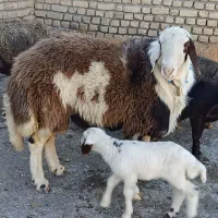 شیشک داشتی قوچ پلنگی