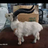 بز مصنوئی دست ساز