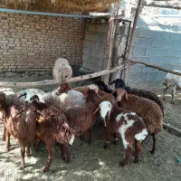 گوسفند بره فروشی