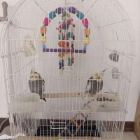 دو عدد عروس هلندی نر سخنگو