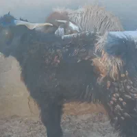 تگ شاد|حیوانات مزرعه|قرقری, |دیوار