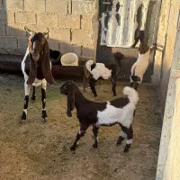 بز اسرائیلی اصل