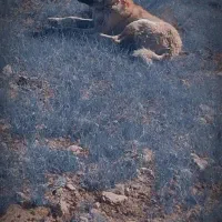 یه شاه تو سرابی