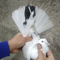 کفتر غریب گیری|پرنده|رباطکریم, شترخوار|دیوار