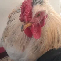 خروس جوان گلین