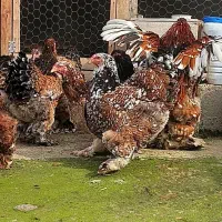 تخم نطفه دار و جوجه برهما پورسلن و بلو‌ پورسلن