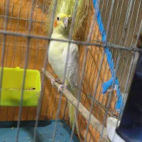 عروس هلندی لوتینو ماده خوش رنگ