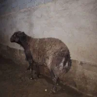 قوچ هترو|حیوانات مزرعه|چناران, |دیوار