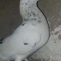 کفتر سرور هفترنگ سوزنی|پرنده|چناران, |دیوار