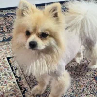 سگ پامرعروسکی