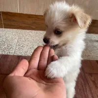 پامر اشپیتز خرسی|سگ|اصفهان, آبشار|دیوار