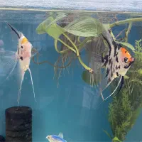 ماهی انجل کوی سایز بزرگ