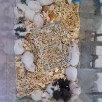 همستر.خوکچه.خرگوش.رت ویستار.موش سوری Aco pet|موش و خرگوش|زنجان, |دیوار