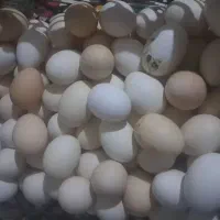 تخم مرغ محلی