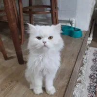 واگذاری گربه پرشین اصیل|گربه|اردبیل, |دیوار