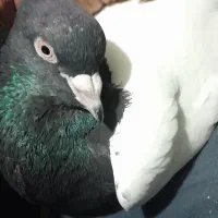 پلنگ، کویتی امری|پرنده|کاشمر, |دیوار