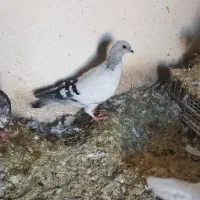 کفتر یا کبوتر شامی|پرنده|شیراز, دست خضر|دیوار